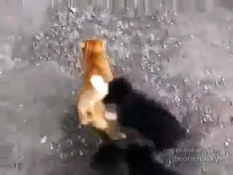 Angry Dogs attacks cat Злые Собаки напали на кота