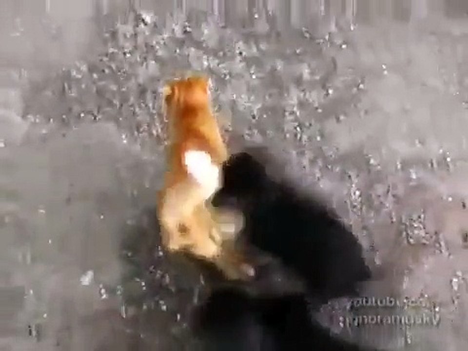 Angry Dogs attacks cat Злые Собаки напали на кота1