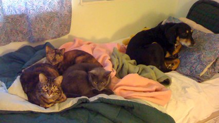 Are Cats or Dogs More Protective For Childrens Health