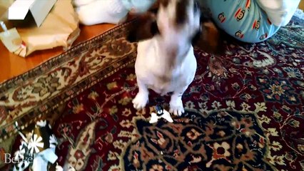 Are you a cat person or dog person