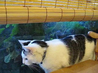 Baby squirrel attacks dog cats