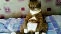 Best funny cat compilation  Epic Funny Cats  Funny Videos Fail Compilation Funny Pranks 2014