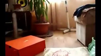 Best funny cat compilation  Epic Funny Cats  Funny Videos Fail Compilation Funny Pranks 20142