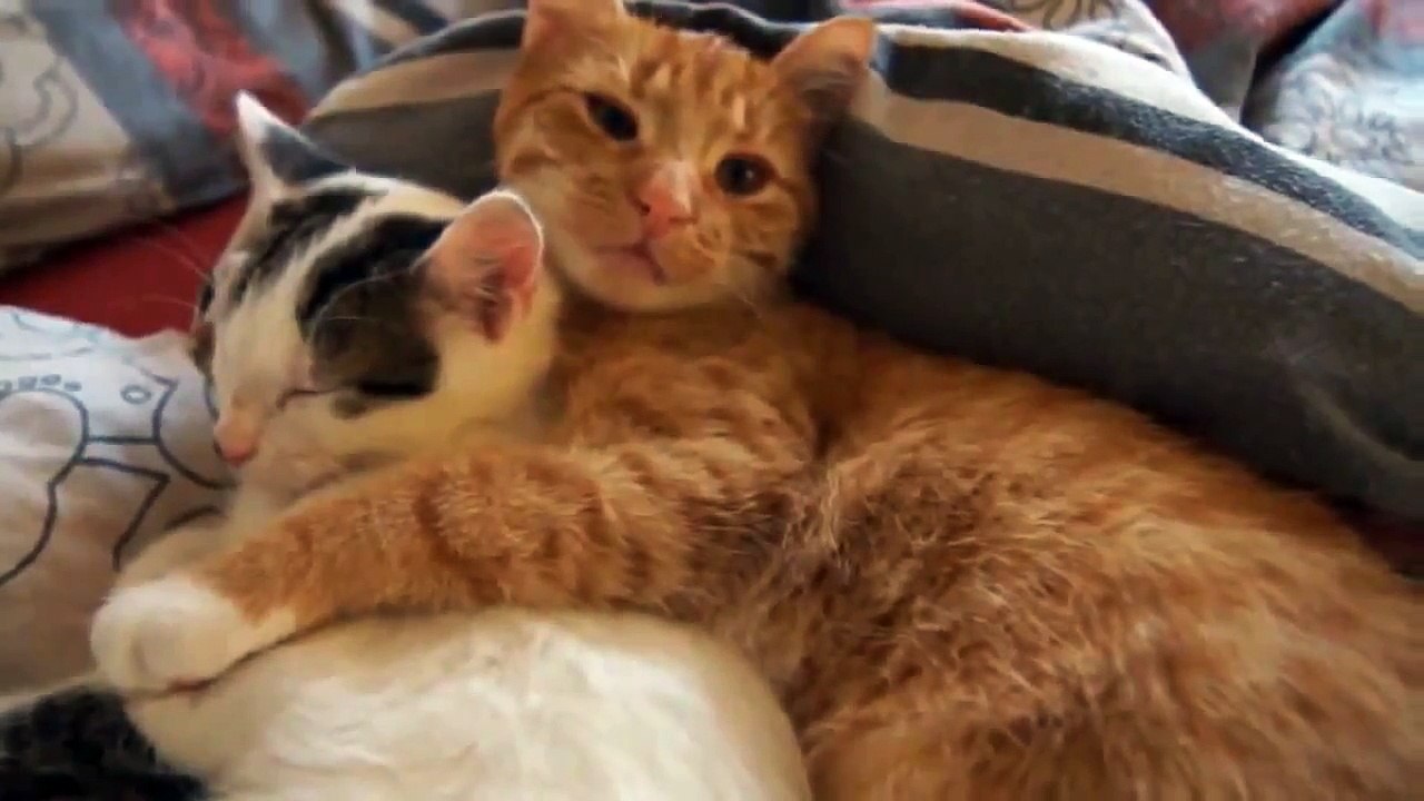 Best Two cats hugging funny cats compilation