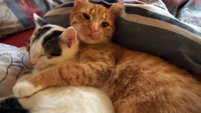 Best Two cats hugging funny cats compilation