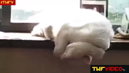 Best Very Funny Video Sleepy Cat Fail TWFV YouTube