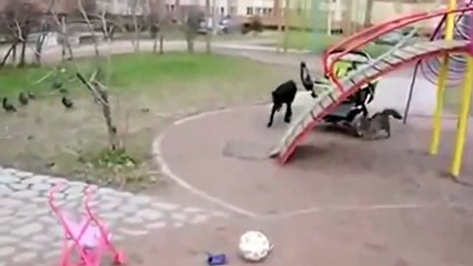 Black cat attacks  40