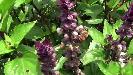 Apicultura Sostenible.