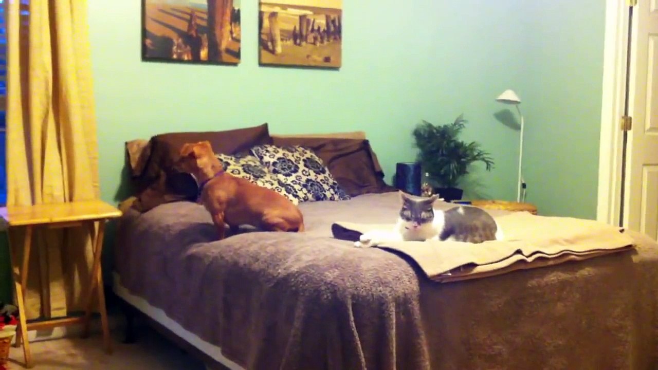 Cat Barking Like Dog