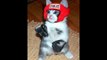 cat boxing  Very Funny