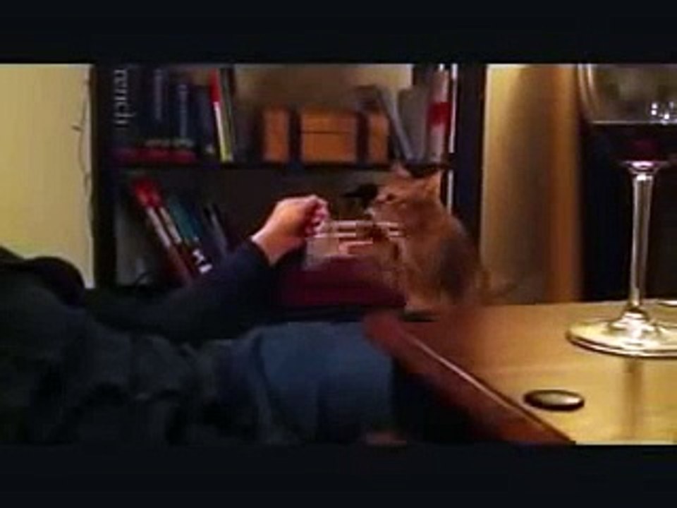Cat boxing training funny