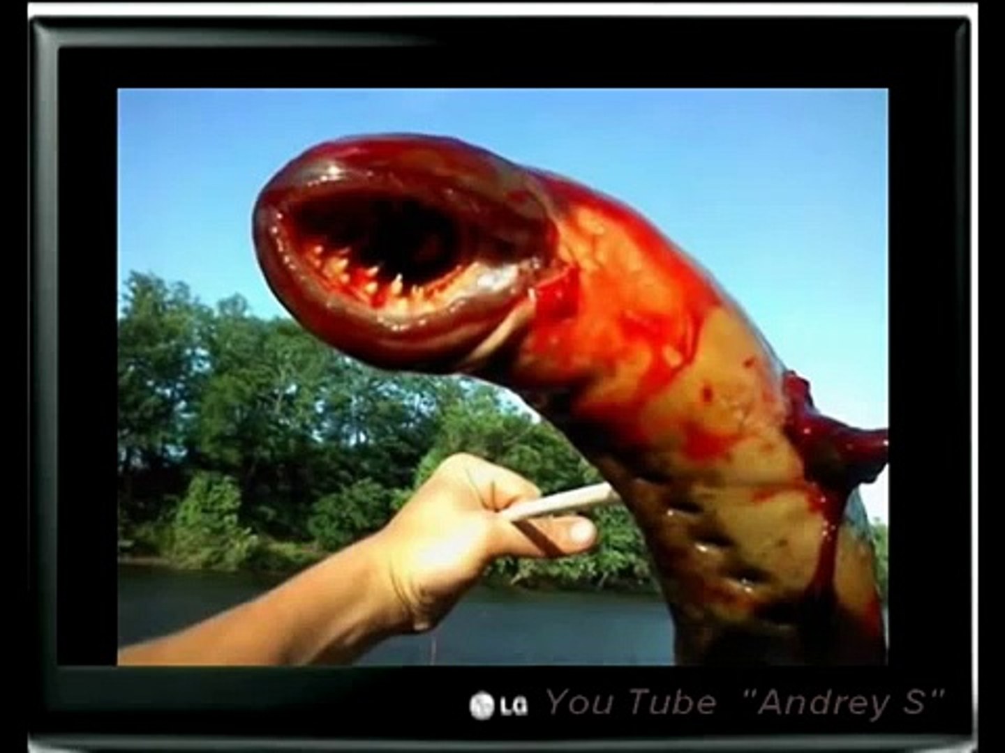 ⁣Шок  такого не кто еще не видел  Монстры Monstrey Редкие животные Rarest Animals horror Ютуб