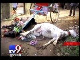 Mumbai Two horses die of electrocution, livelihood snatched away - Tv9 Gujarati