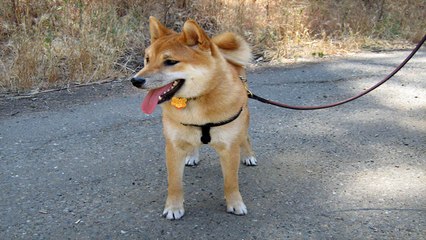 Dog Training - Training your new puppy to accept the collar and lead