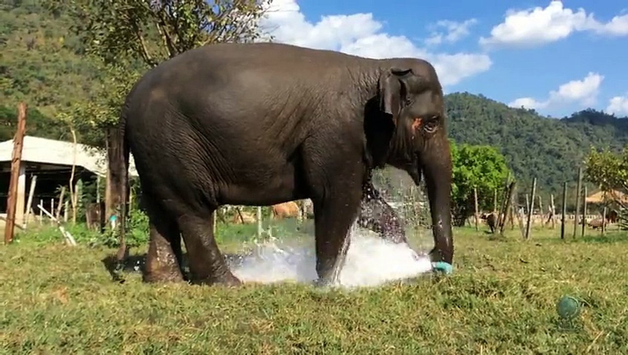 Elephant Breaks Sprinkler