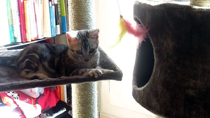 bengal black silver marble 3 mois et demi