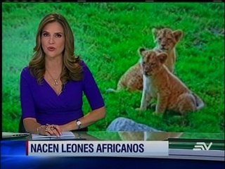 Póngale nombre a los 2 cachorros de león que nacieron en Baños