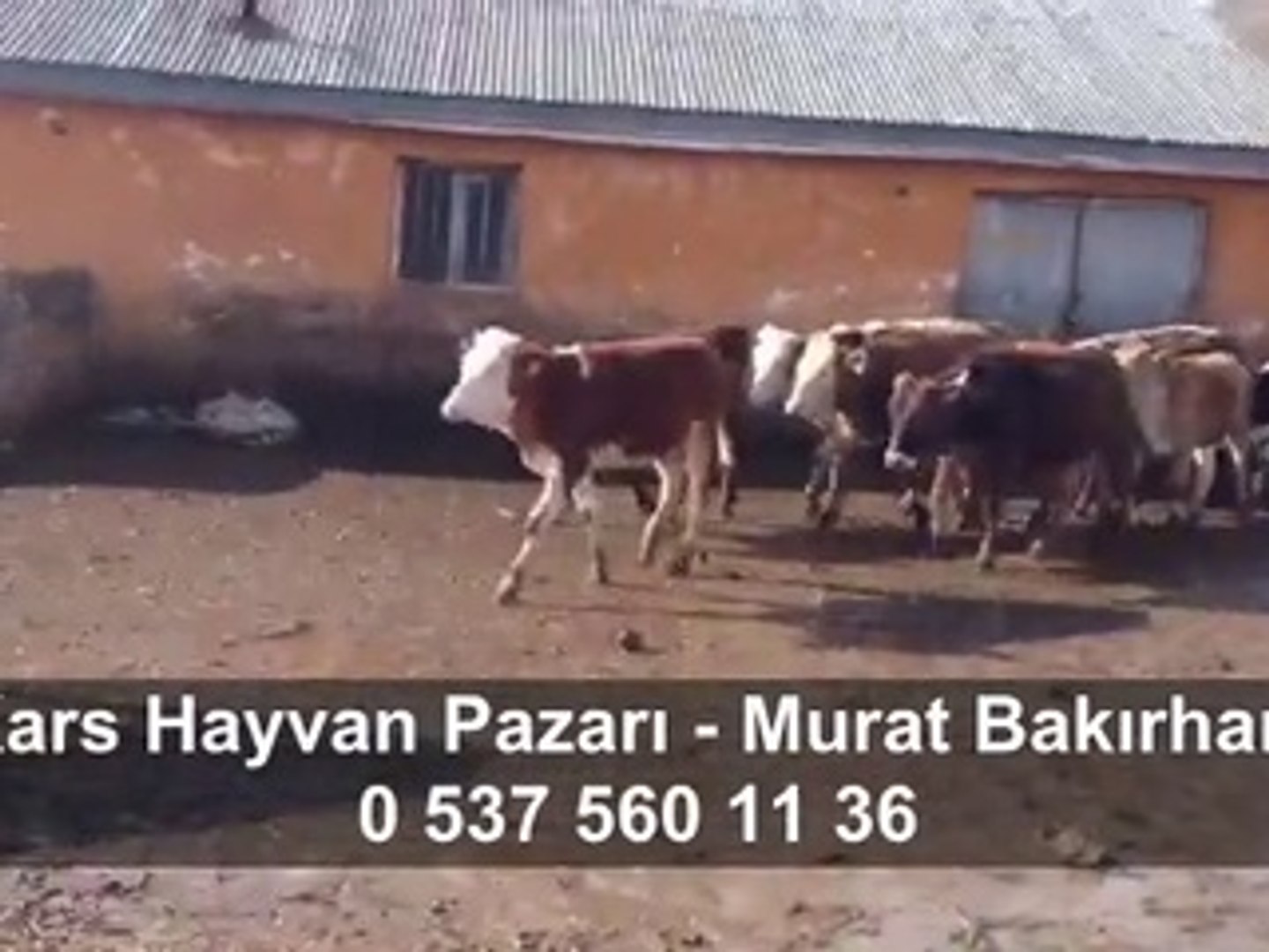 kars mal meydani goruntuleri dailymotion video kars mal meydani goruntuleri dailymotion video