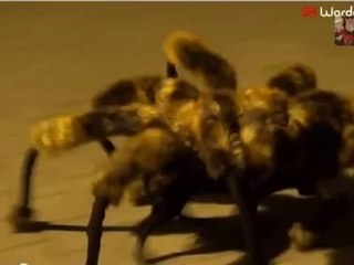 Mutant Giant Spider Dog (SA Wardega) Crazy Prank Reaction