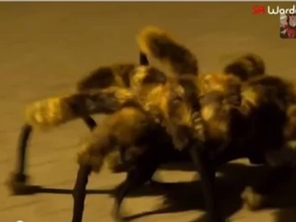 Mutant Giant Spider Dog (SA Wardega) Crazy Prank Reaction