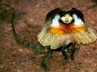 la involucion de las especies