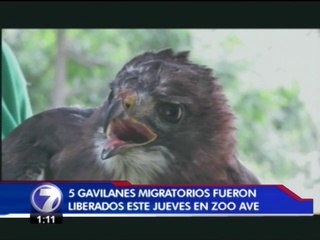 Zoo Ave logra otra victoria en el proceso de rescate animal