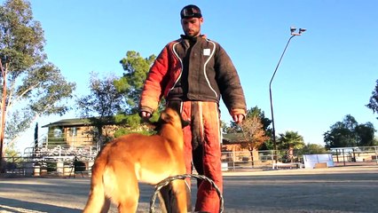 French Ring Training with Escobar du Cote Obscur - YouTube [720p]