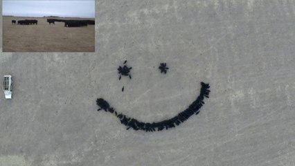 Farmer drawing smiley with his cow! Cow Art with a drone