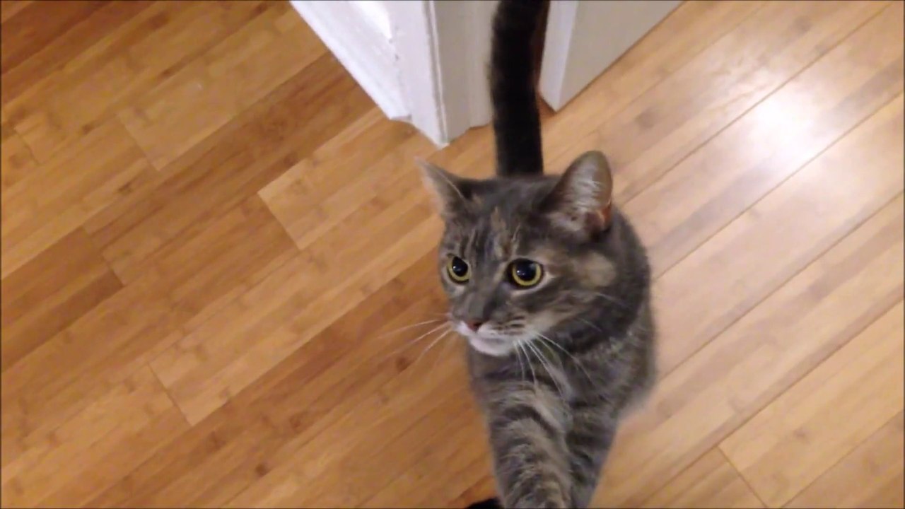 Ce chat est DINGUE!