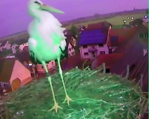 28.01.15 Où est le mâle ? / Wo ist das Männlein ?