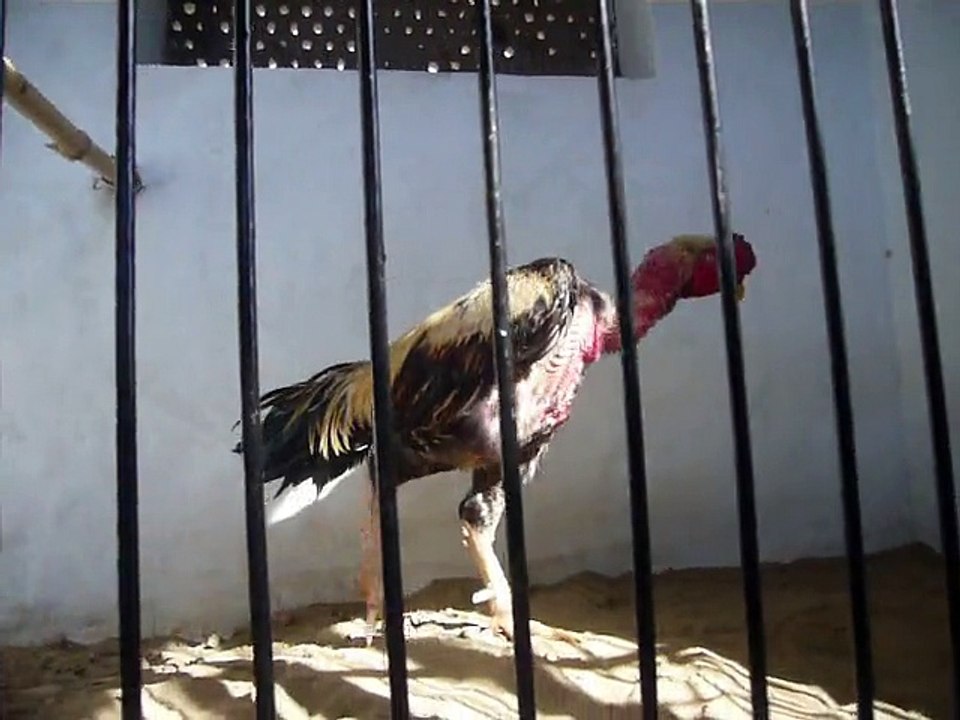 thaiganoi fighting rooster