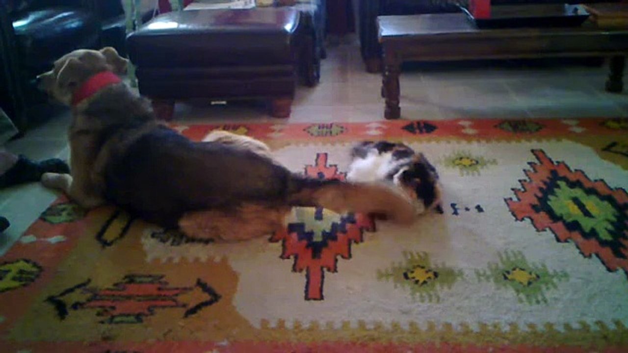 Cat grabbing dogs tail