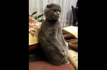 Cat is watching Star Wars Кот смотрит Звездные Войны