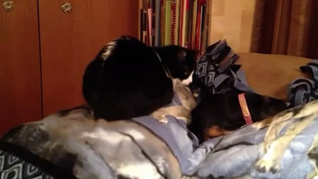 Cat Licks Dog  AWKWARD
