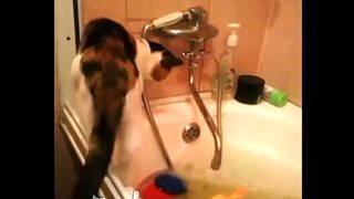 Cat plus Curiosity plus Bathroom Кошка plus Любопытство plus Ванна YouTube
