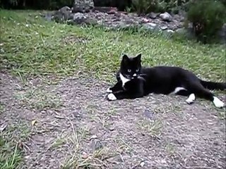 Cat snarling like a dog