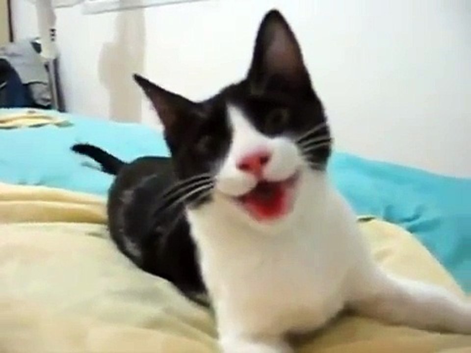 Cat Thinks Its A Dog Funny Videos at Fully