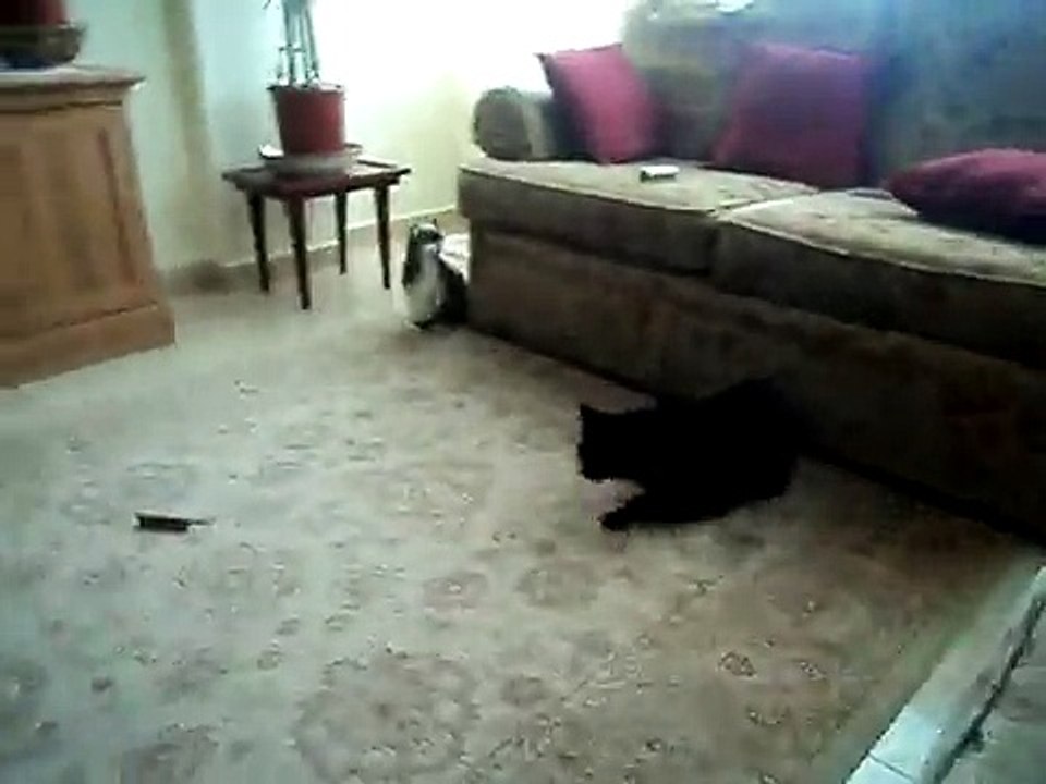 Cat trades punch with Dog