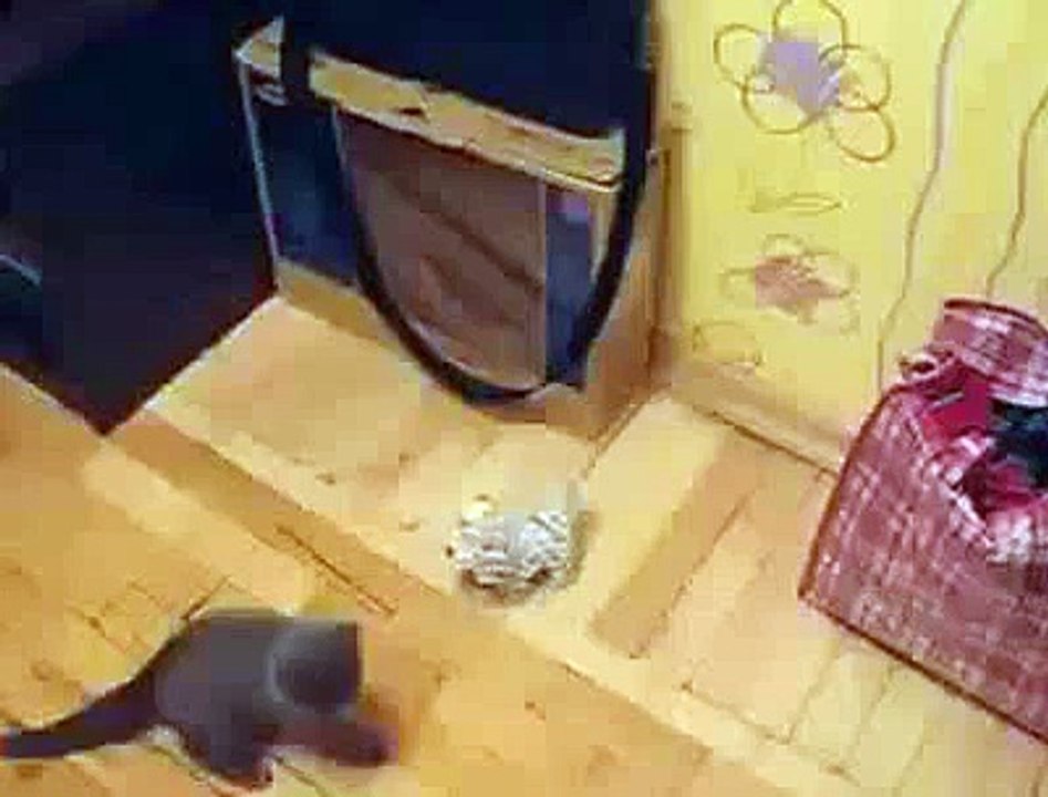 Cat Vs Annoying dog Kung Fu