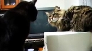 Cat vs Cat and Printer The Translation