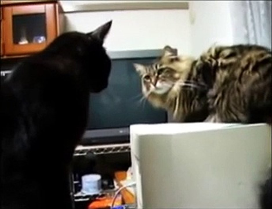 Cat vs Cat and Printer The Translation