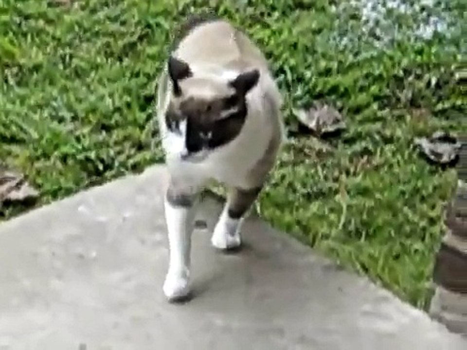 cat vs dog  YouTubeflv