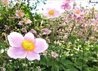 Shikwa Nahin Kisise Kisise Gila Nahin azeemullah bugti_mpeg4