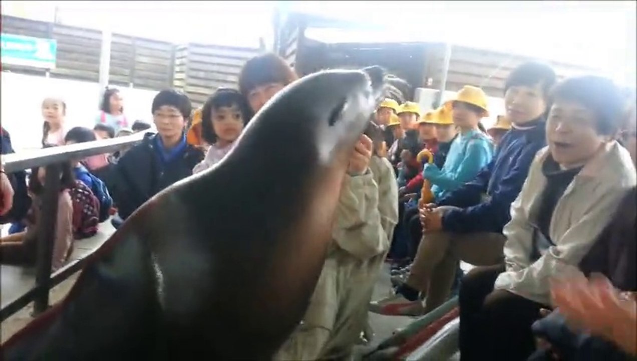 アシカショーSea lion show time - RINA ムスカンリナちゃん-GIFU WORLD FRESH WATER-あしか SHOW TIME - 岐阜すいぞくかんー WITH HINA AND RINA -HD japan-20141125_102914