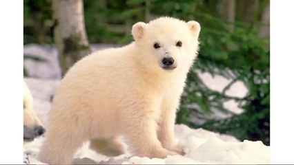 Testing QA review video 1 title change