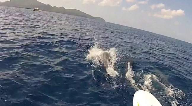 Session windsurf entouré par les dauphins