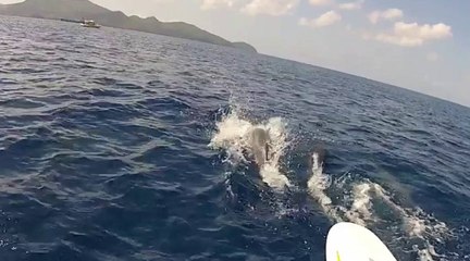 Session windsurf entouré par les dauphins
