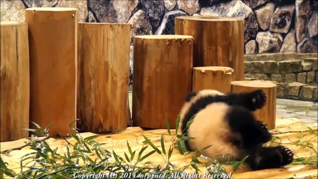 Pandas, die auf die Fresse fliegen...