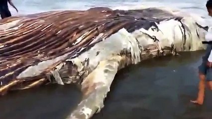 MIRACLE OF ALLAH Largest Fish