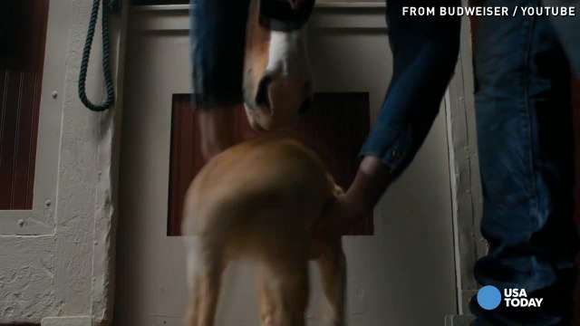 GoDaddy's 'despicable' puppy ad pulled from Super Bowl